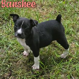 Banshee - Black and white female Rat Terrier puppy in Lynn, Alabama from Cryptic Rat Terriers