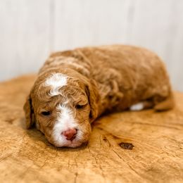 Boy - Red male Assorted Doodle Crosses puppy in Arlington, Washington from Doodle Love Laugh