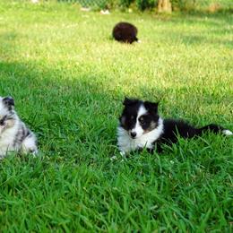 Pomsky, Shetland Sheepdog, and Toy Shetland Sheepdog Puppies from Mountain High Kennels