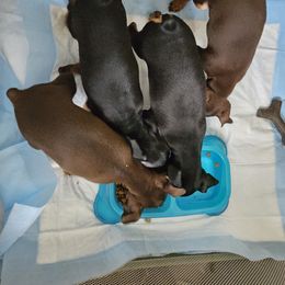 Miniature Pinscher and Rhodesian Ridgeback Puppies from Haley Gross's 	Rhodesian Ridgebacks