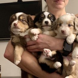 "Finn, Mera, Skye, and Ripp" Miniature Australian Shepherd Puppies from Integrity Aussies Tx