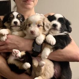 "Finn, Mera, Skye, and Ripp" Miniature Australian Shepherd Puppies from Integrity Aussies Tx