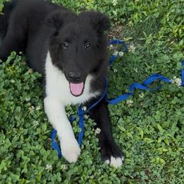Bi Black Male 2 - Black and white male Shetland Sheepdog puppy in Shirley, Arkansas from Lucky Pups