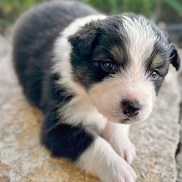Cain - Black tri-color male Australian Shepherd puppy in Wauneta, Nebraska from 4H Aussies