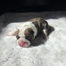 Valley - Red and white female Bulldog puppy in Little Rock, Arkansas from Freeway Bulls