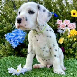 AKC Green Boy - White and black male Dalmatian puppy in Hillsville, Virginia from Spot On Dalmatians