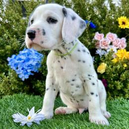 AKC Green Boy - White and black male Dalmatian puppy in Hillsville, Virginia from Spot On Dalmatians