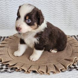 Roper - Red tri-color male Australian Shepherd puppy in Mountain Grove, Missouri from K Bar H Farms