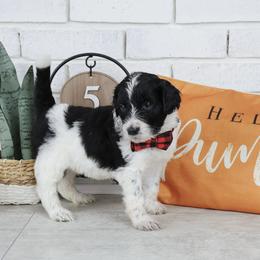 Woody - Parti male Labradoodle puppy in Bryantown, Maryland from Doodles on Duty