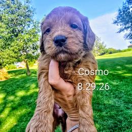 Cosmo - Red  male Goldendoodle puppy in Red Oak, Iowa from Fisher Pups-Stay Golden with a Doodle