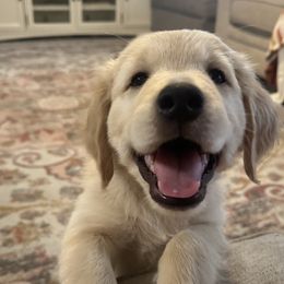 Golden Retriever Puppies from Loposky Goldens