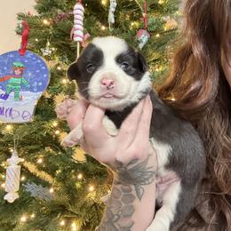 Boy 1 - Black and white male American Corgi puppy in Castle Rock, Washington from R and b corgis and farm