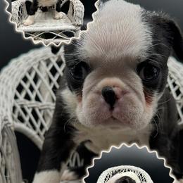 Russell - Seal and white male Boston Terrier puppy in Jacksonville, Florida from Trail’s End Boston Terriers