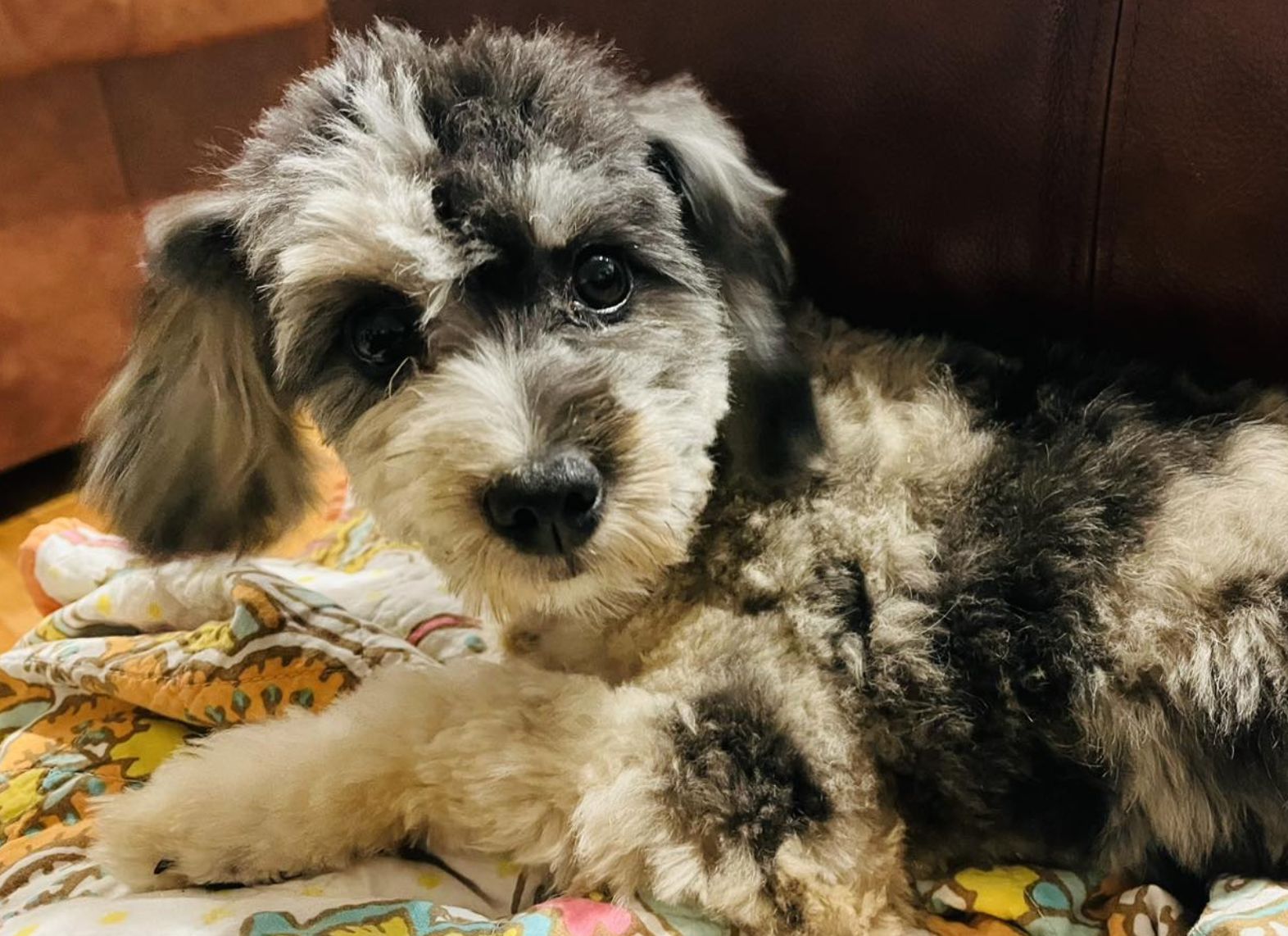 Bluesprings Miniature Aussiedoodles In Tennessee 