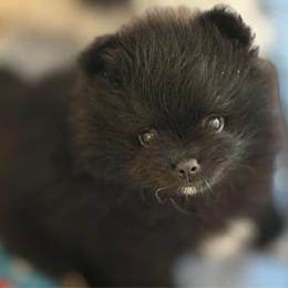 Symphony - Black female Pomeranian puppy in Palatka, Florida from Sugarland Pomeranians
