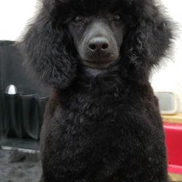 Biewer Terriers and Poodles from Ice Ice Baby Biewers & Poodles