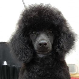 Biewer Terriers and Poodles from Ice Ice Baby Biewers & Poodles