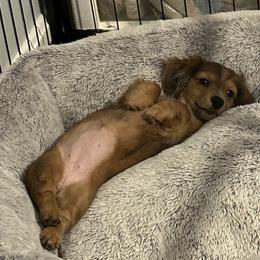 Willow - Dapple female Dachshund puppy in Stockbridge, Georgia from Beneath the Pines Mini Farm