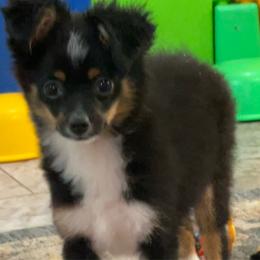 Tinsel - Black tri female Toy Australian Shepherd puppy in Georgetown, Texas from Minikin Manor