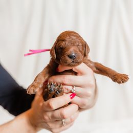 Pink Collar - Red  female Poodle puppy in Nicholasville, Kentucky from Lexington Poodle Company