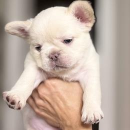 French Bulldog Puppies from Tellez House of Frenchies