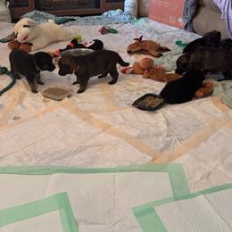 German Shepherd Puppies from Legacy K9’s
