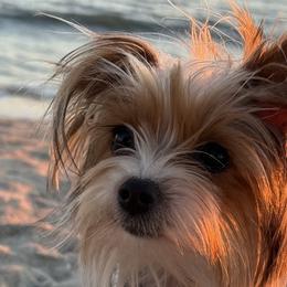Callie - Yorkshire Terrier