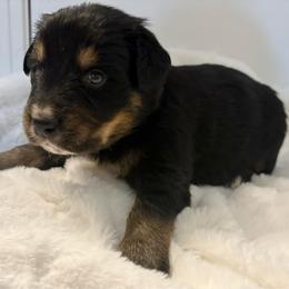 Snickers - male Golden Mountain Dog puppy in Seville, Ohio from Retriever Ranch
