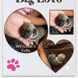 Celia - Brindle female Pug puppy in Pensacola, Florida from Maritza's Pugs