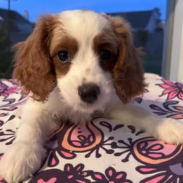 Scarlet - Blenheim female Cavapoo puppy in Ridgeville, South Carolina from Cavapoo Love Bugs