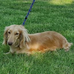 Honey - Dachshund