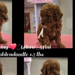 Bear - Goldendoodle puppy from 4goldendoodles