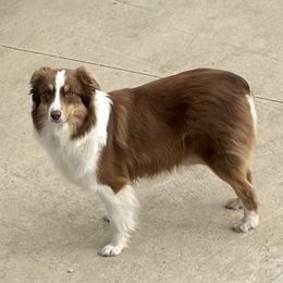 Phoenix - Australian Shepherd