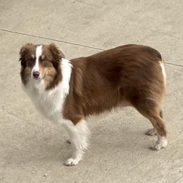 Phoenix - Australian Shepherd