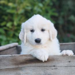 Yellow - White female Great Pyrenees puppy in Yakima, Washington from Naches Heights Ranch