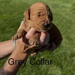 Grey collar - Red  male Goldendoodle puppy in Landis, North Carolina from Shelbys Doodle Farm