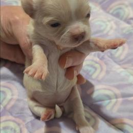 Stella - Cream and white female Chihuahua puppy in Kyle, Texas from joy of chihuahuas tx