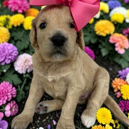 Aretha - Cream female Goldendoodle puppy in Prosperity, Pennsylvania from Stelladoodles & Company