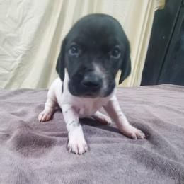Girl 2-Spout - Black and white female German Shorthaired Pointer puppy in Osceola, Missouri from Bird Dog Ranch