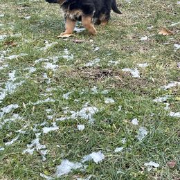 German Shepherd Puppies from MK German Shepherds LLC