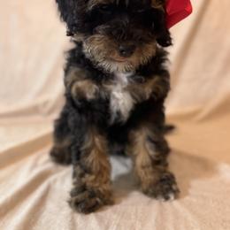 Cockapoo and Goldendoodle Puppies from Jax Doodles