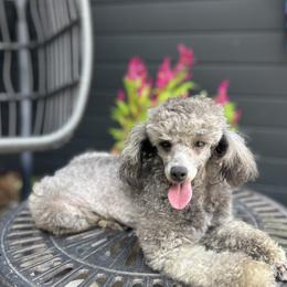 Cole - Poodle