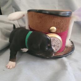 "Yoshi" Miniature Australian Shepherd Puppies from Wonderland Aussies