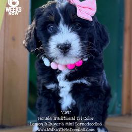 Gift - Tri-color female Bernedoodle puppy in Orange, Texas from Walk with Me Doodles