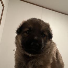 German Shepherds from Smith Lake Shepherds
