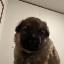 German Shepherds from Smith Lake Shepherds