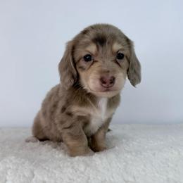 Moksha - Dapple female Dachshund puppy in Sonora, California from HEFFERNAN HOUNDS