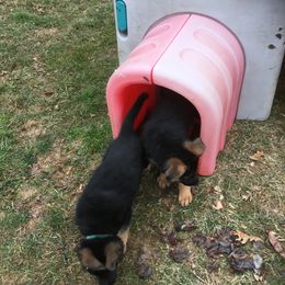 German Shepherd Puppies from Emeraldoaks German Shepherds
