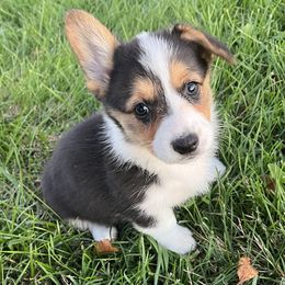 Alaina - Black and tan female Pembroke Welsh Corgi puppy in Rolla, Missouri from Chapman Corgis
