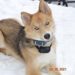 Maze - Pomsky
